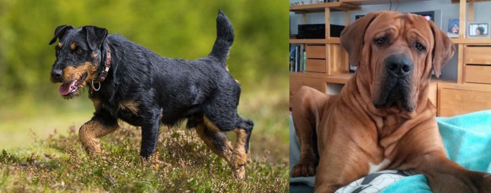Tosa vs Jagdterrier - Breed Comparison
