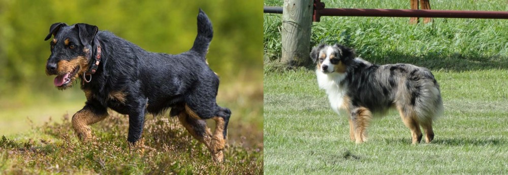 Toy Australian Shepherd vs Jagdterrier - Breed Comparison