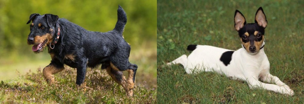 Toy Fox Terrier vs Jagdterrier - Breed Comparison