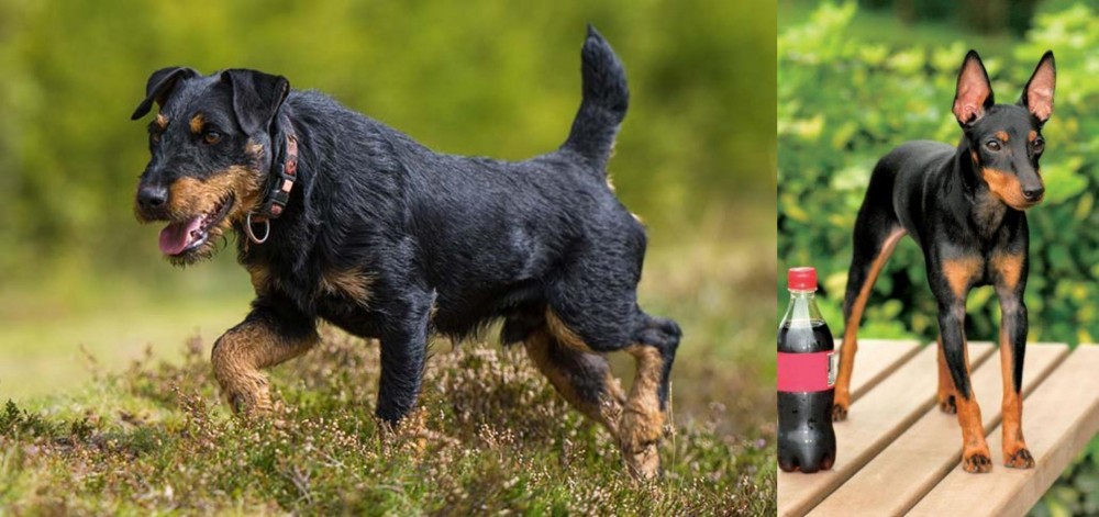 Toy Manchester Terrier vs Jagdterrier - Breed Comparison