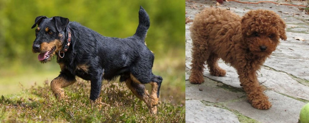 Toy Poodle vs Jagdterrier - Breed Comparison