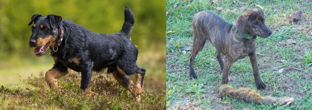 Treeing Cur vs Jagdterrier - Breed Comparison