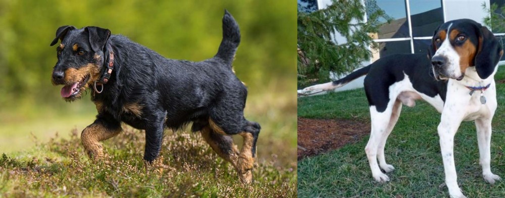 Treeing Walker Coonhound vs Jagdterrier - Breed Comparison