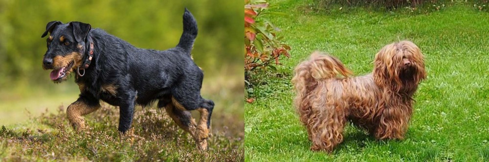 Tsvetnaya Bolonka vs Jagdterrier - Breed Comparison