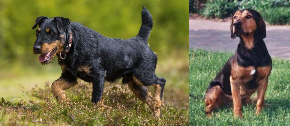 Tyrolean Hound vs Jagdterrier - Breed Comparison