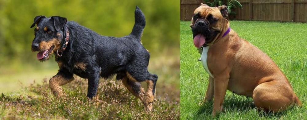 Valley Bulldog vs Jagdterrier - Breed Comparison