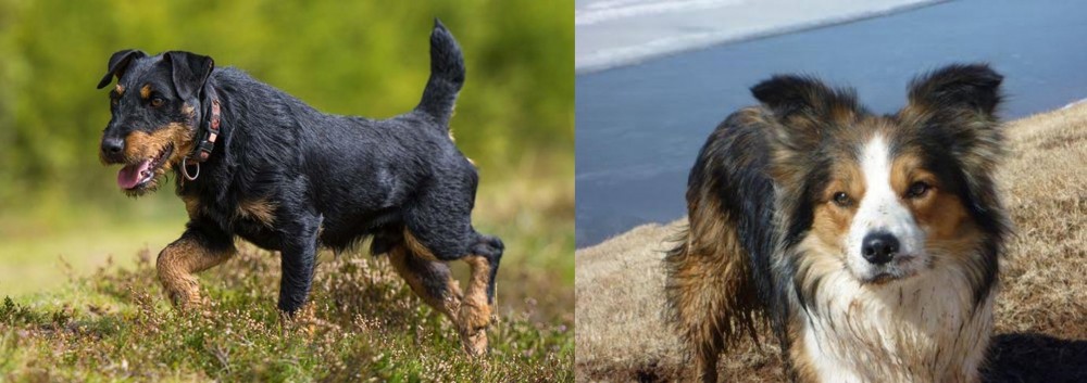Welsh Sheepdog vs Jagdterrier - Breed Comparison