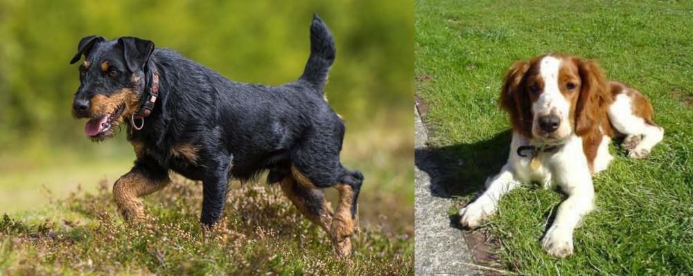 Welsh Springer Spaniel vs Jagdterrier - Breed Comparison