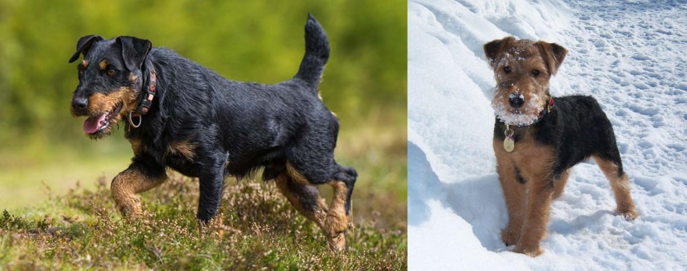 Welsh Terrier vs Jagdterrier - Breed Comparison