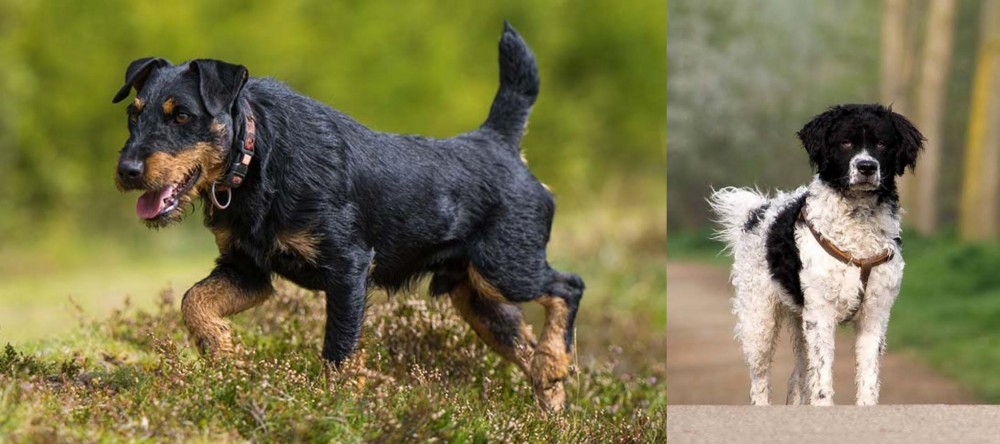 Wetterhoun vs Jagdterrier - Breed Comparison