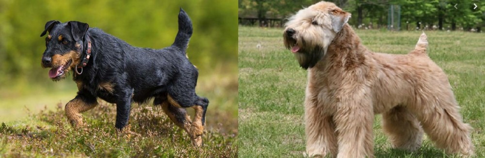 Wheaten Terrier vs Jagdterrier - Breed Comparison