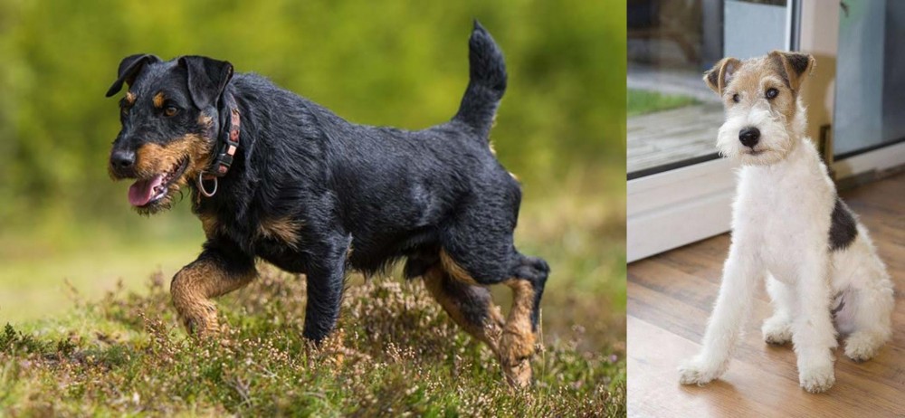 Wire Fox Terrier vs Jagdterrier - Breed Comparison