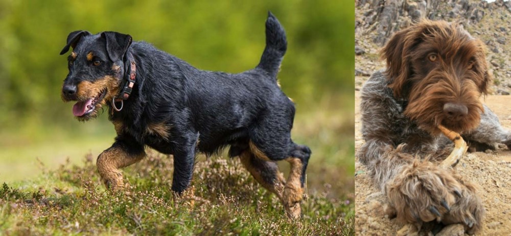Wirehaired Pointing Griffon vs Jagdterrier - Breed Comparison