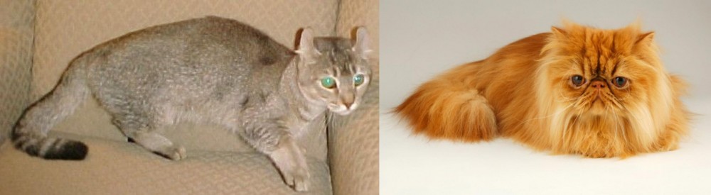 Persian vs Jaguarundi Curl - Breed Comparison