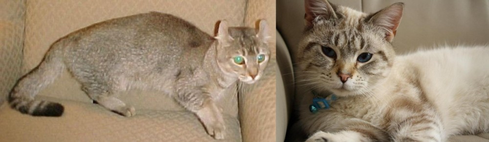 Siamese/Tabby vs Jaguarundi Curl - Breed Comparison