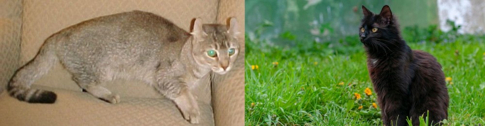 York Chocolate Cat vs Jaguarundi Curl - Breed Comparison