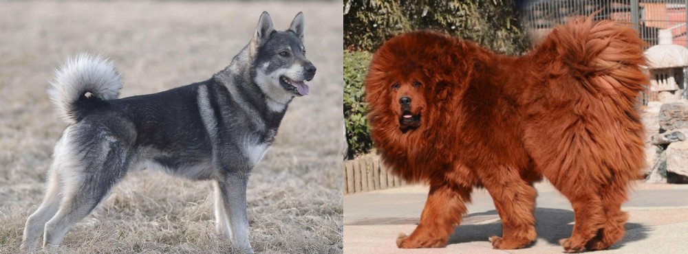 Himalayan Mastiff vs Jamthund - Breed Comparison