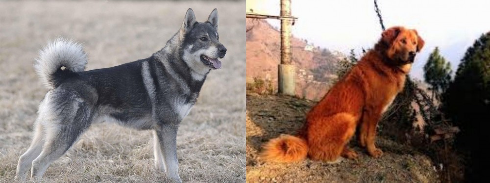 Himalayan Sheepdog vs Jamthund - Breed Comparison