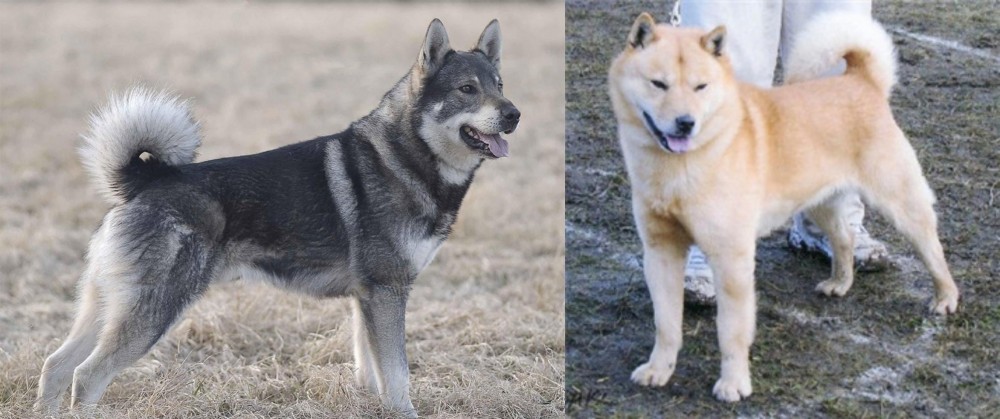 Hokkaido vs Jamthund - Breed Comparison