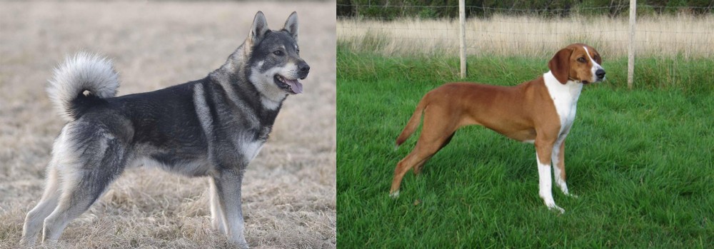 Hygenhund vs Jamthund - Breed Comparison