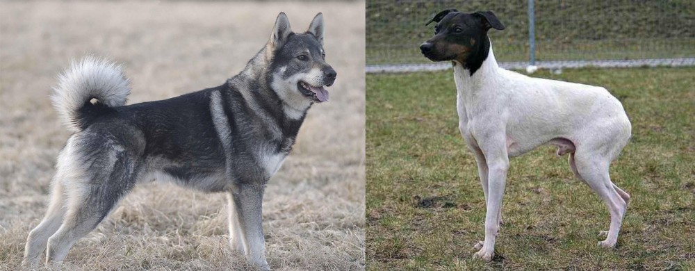 Japanese Terrier vs Jamthund - Breed Comparison