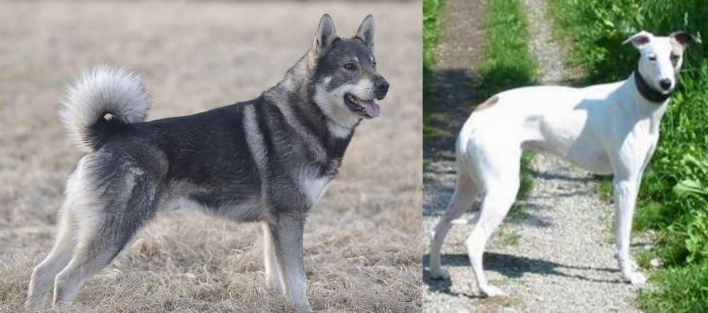 Kaikadi vs Jamthund - Breed Comparison