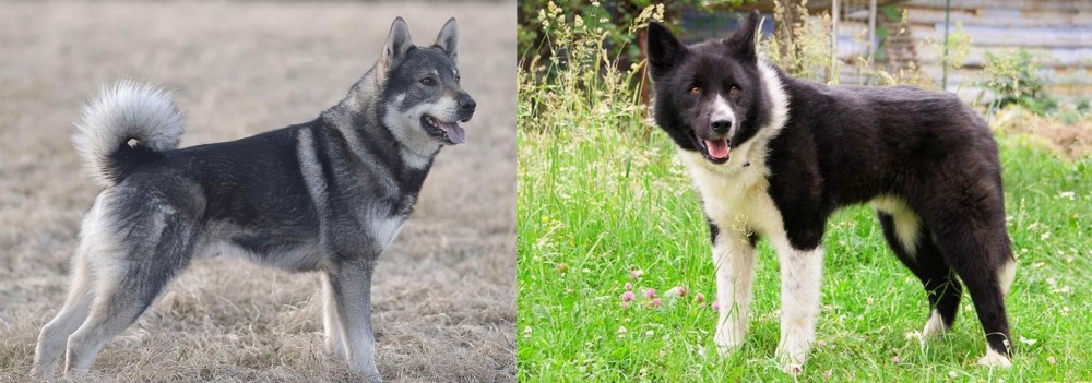 Karelian Bear Dog vs Jamthund - Breed Comparison
