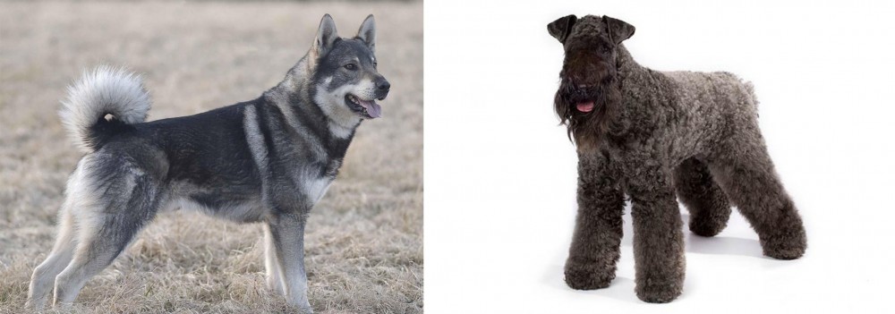 Kerry Blue Terrier vs Jamthund - Breed Comparison