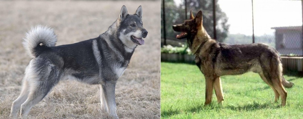 Kunming Dog vs Jamthund - Breed Comparison