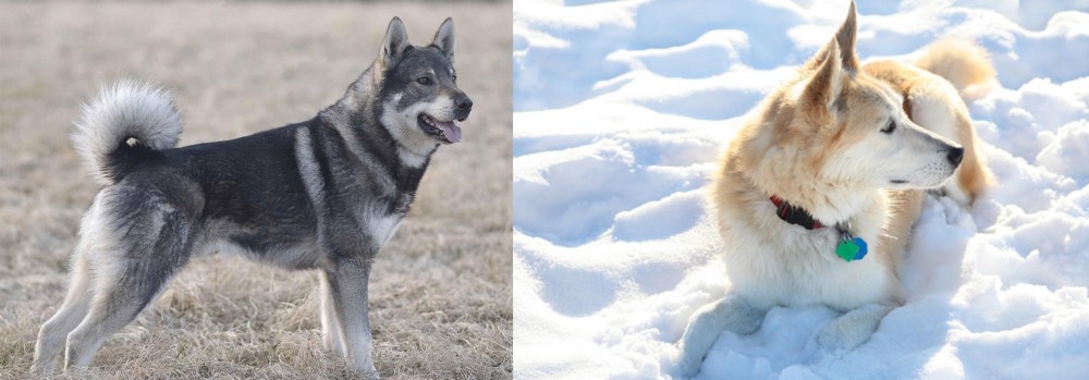 Labrador Husky vs Jamthund - Breed Comparison
