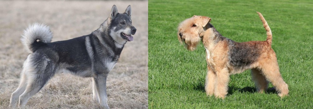 Lakeland Terrier vs Jamthund - Breed Comparison