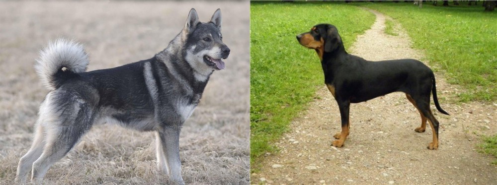 Latvian Hound vs Jamthund - Breed Comparison
