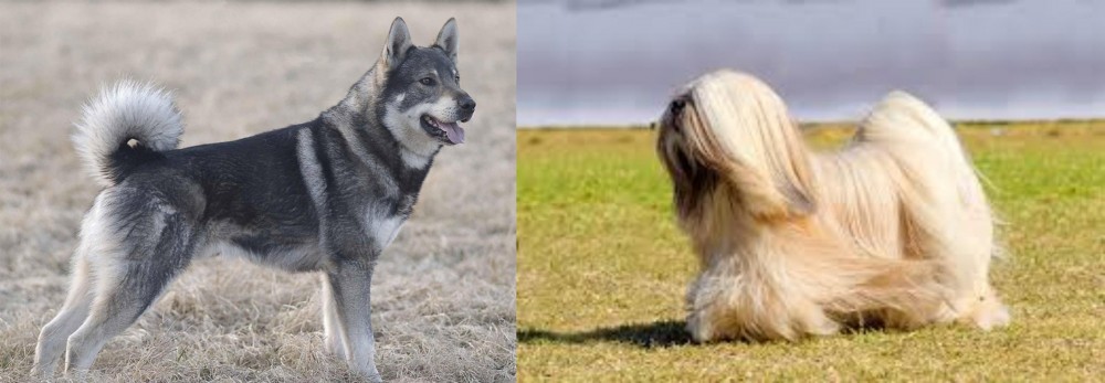 Lhasa Apso vs Jamthund - Breed Comparison