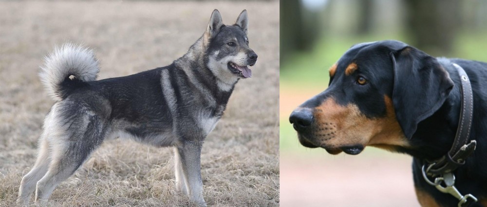 Lithuanian Hound vs Jamthund - Breed Comparison