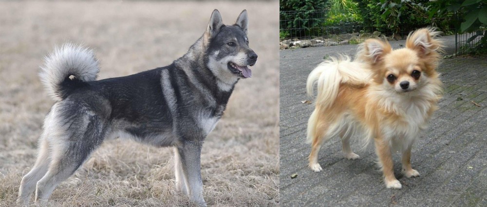 Long Haired Chihuahua vs Jamthund - Breed Comparison