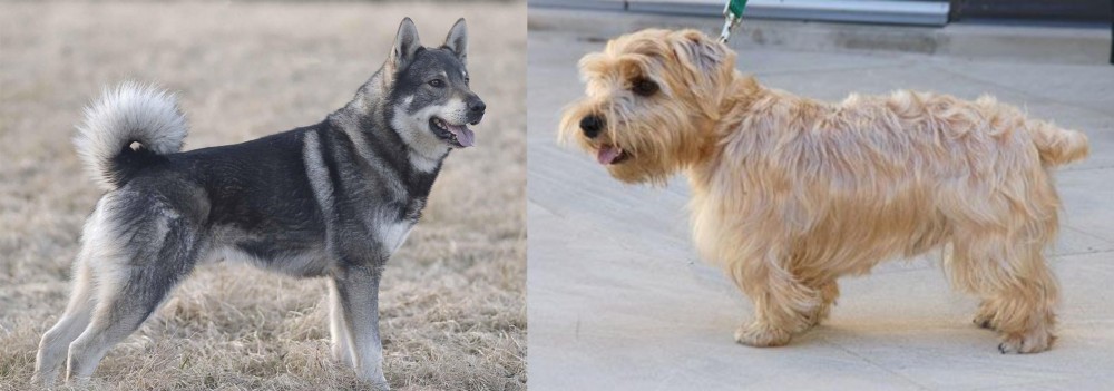 Lucas Terrier vs Jamthund - Breed Comparison