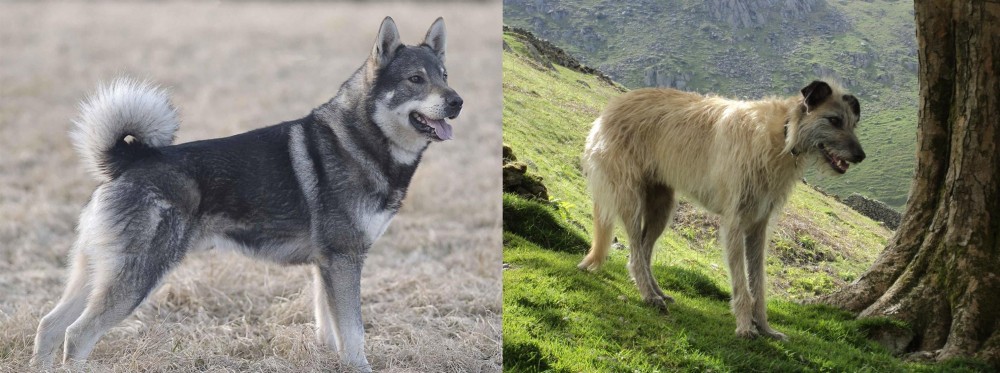 Lurcher vs Jamthund - Breed Comparison