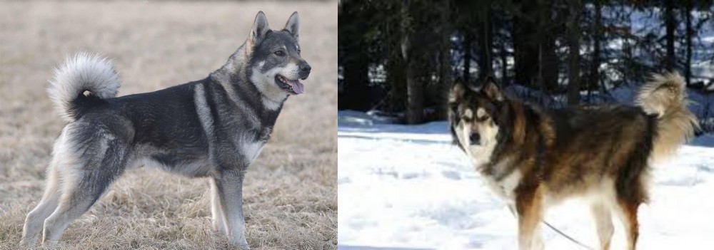 Mackenzie River Husky vs Jamthund - Breed Comparison