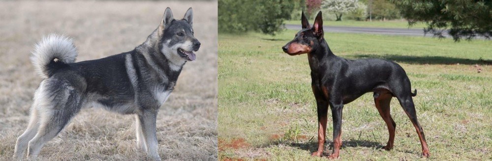 Manchester Terrier vs Jamthund - Breed Comparison