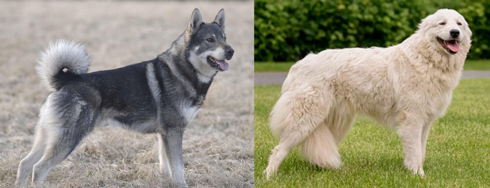 Maremma Sheepdog vs Jamthund - Breed Comparison