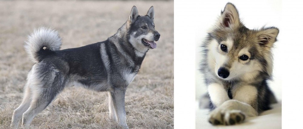 Miniature Siberian Husky vs Jamthund - Breed Comparison