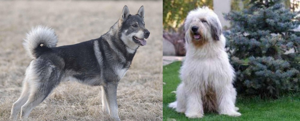 Mioritic Sheepdog vs Jamthund - Breed Comparison