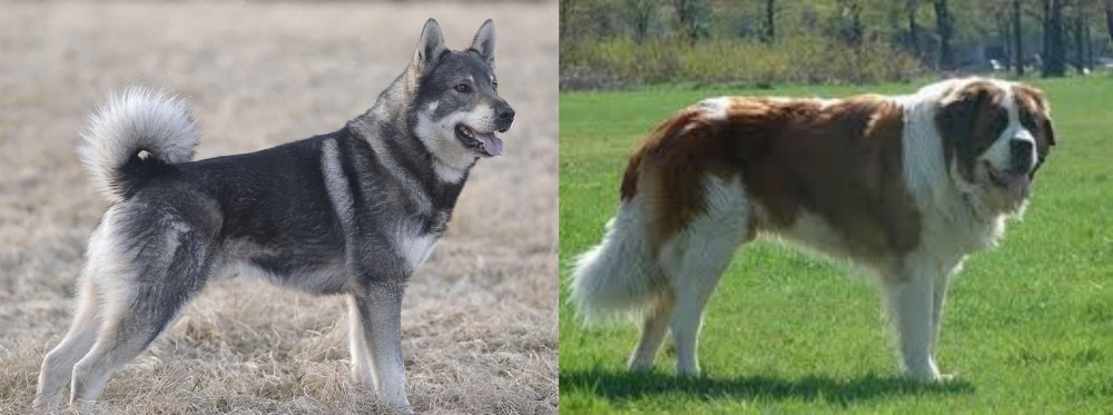 Moscow Watchdog vs Jamthund - Breed Comparison