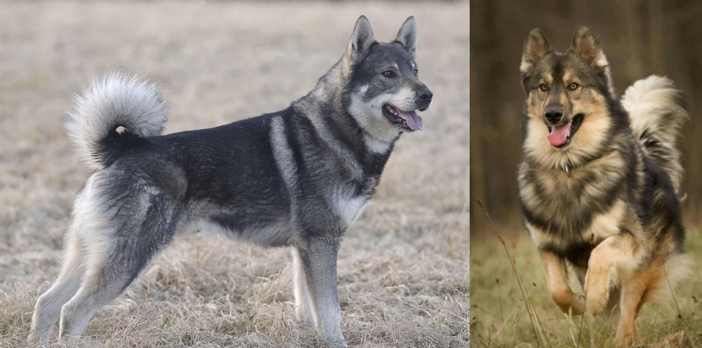 Native American Indian Dog vs Jamthund - Breed Comparison