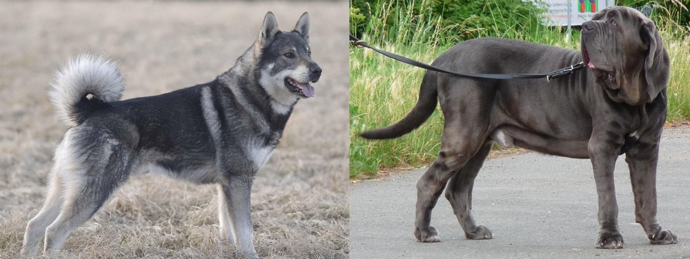 Neapolitan Mastiff vs Jamthund - Breed Comparison