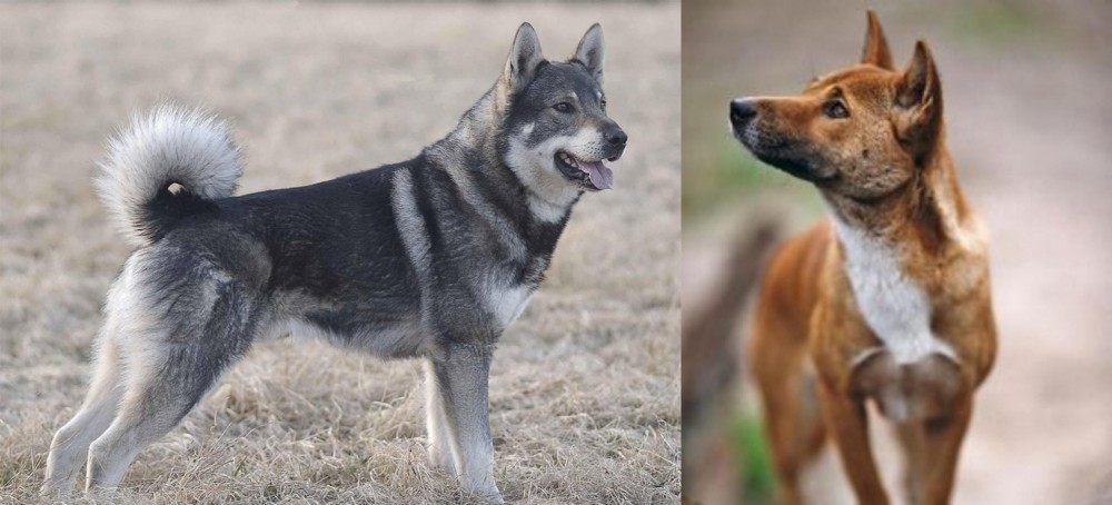New Guinea Singing Dog vs Jamthund - Breed Comparison