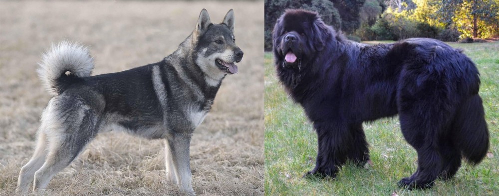 Newfoundland Dog vs Jamthund - Breed Comparison