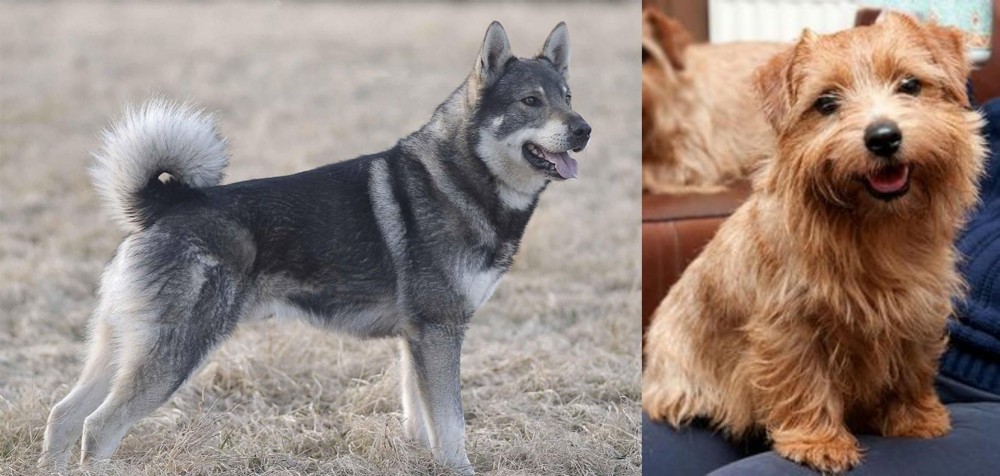 Norfolk Terrier vs Jamthund - Breed Comparison