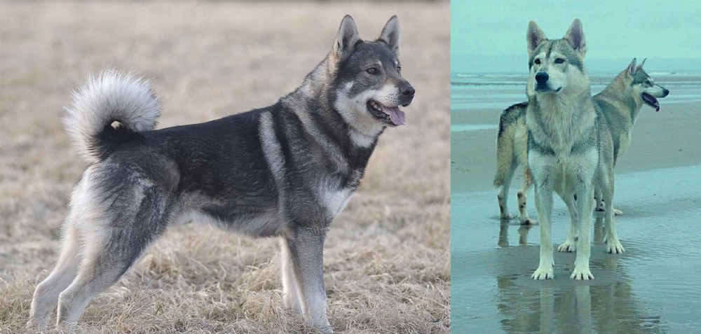 Northern Inuit Dog vs Jamthund - Breed Comparison