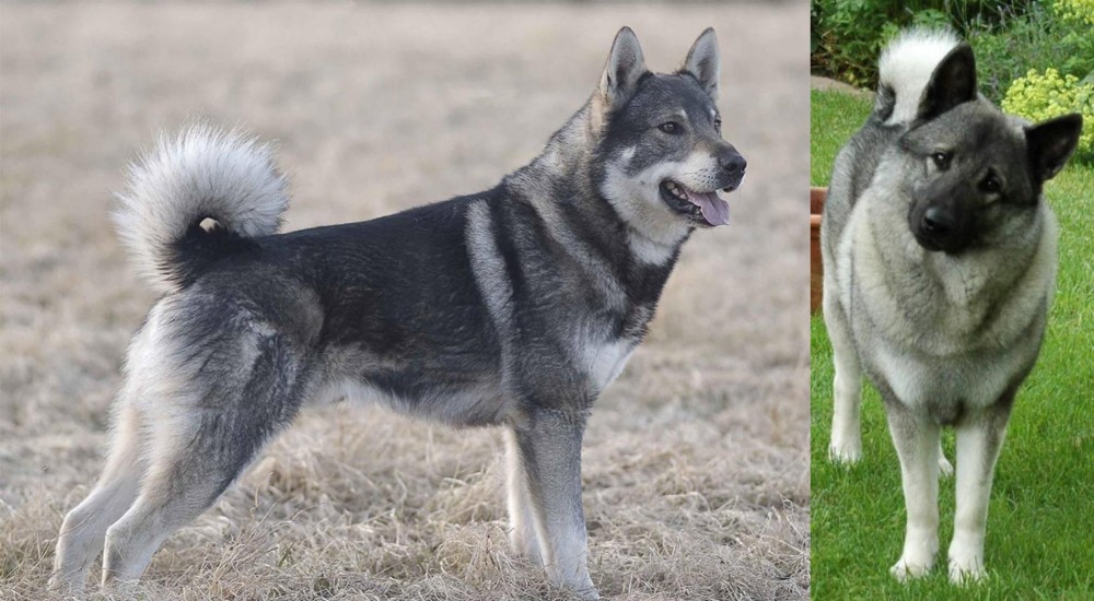 Norwegian Elkhound vs Jamthund - Breed Comparison